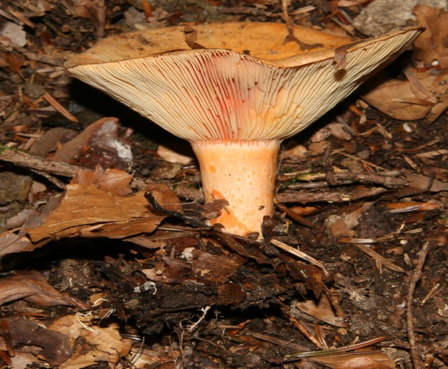 Lactarius salmonicolor (Foresta nera)